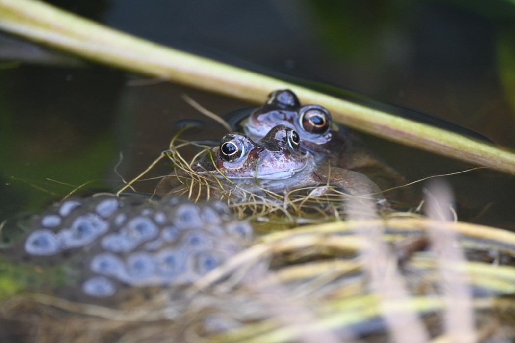 Huddled Together: Nathaniel Hutchinson - aged 13