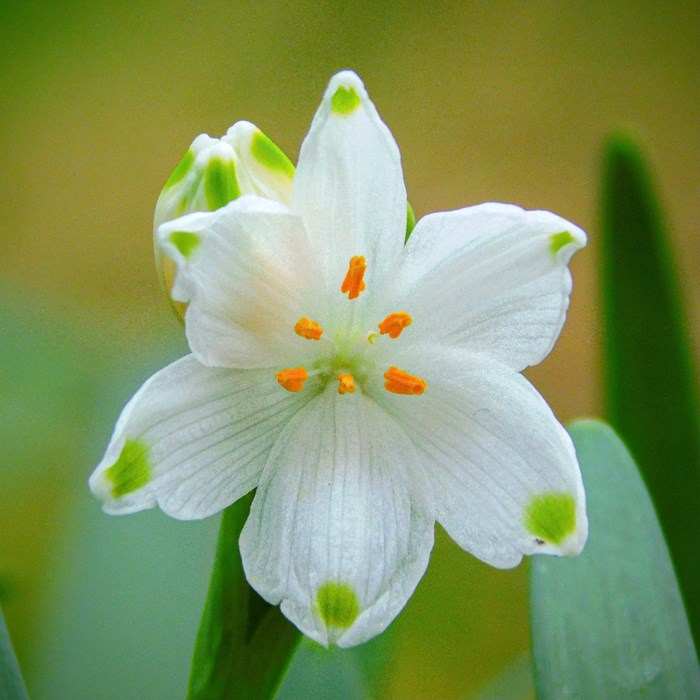 First SIgns of Hope: Poppy Emmens - aged 15