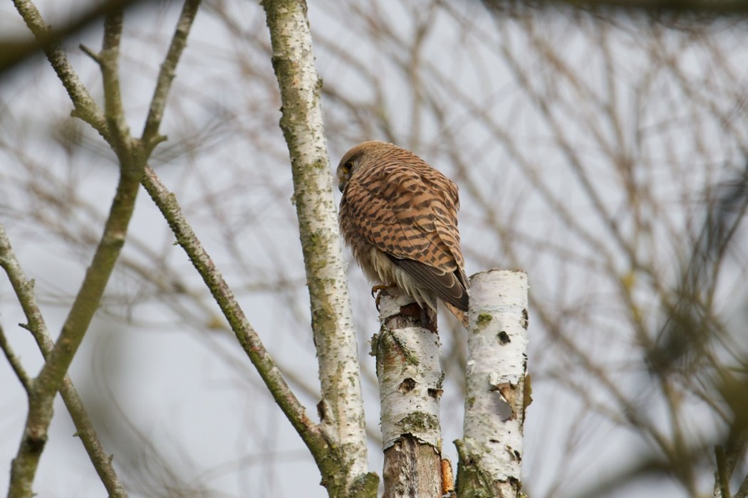 Kestrel: Sreyaan Akkaraju - aged 12
