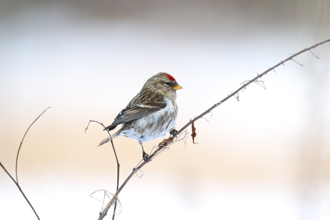 Hard Winter: Tiitus Hanf - aged 13