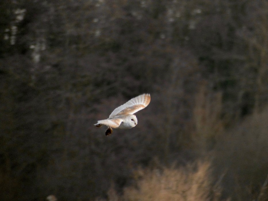 Capture At Last: Wilum Johnston - aged 18