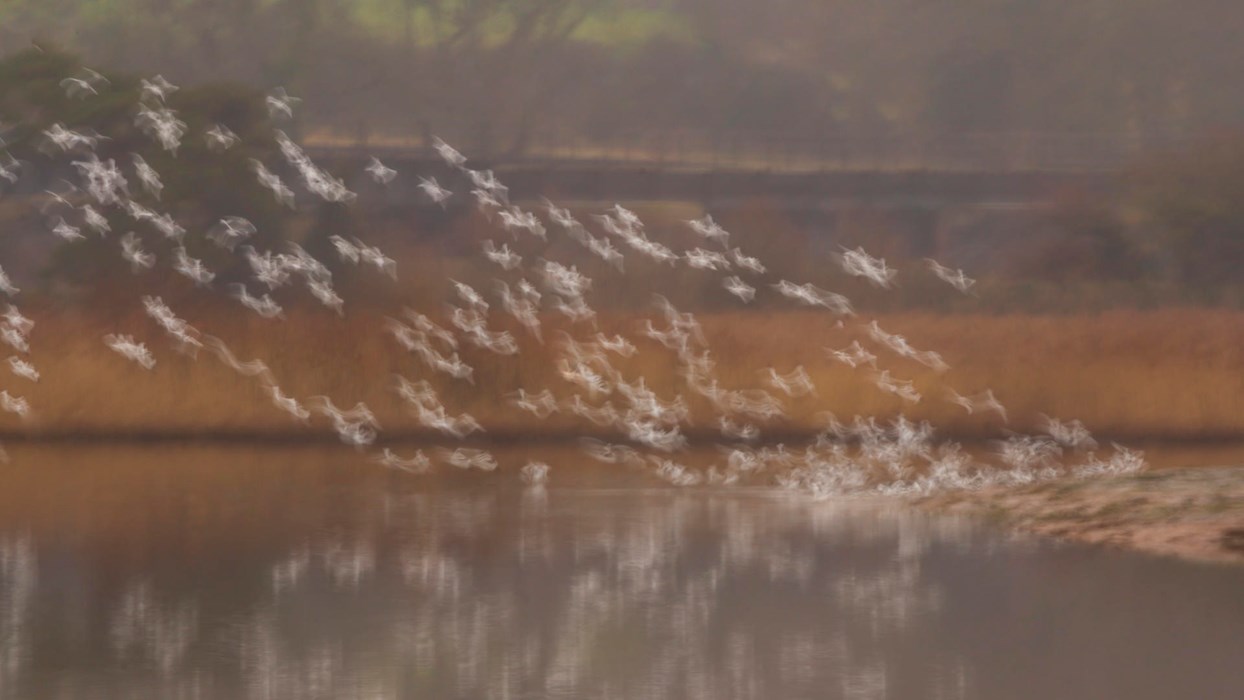 Avocet landing - Photo: Jake Kneale