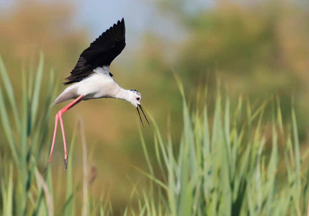 Black-winged Stilt - Photo: Franco