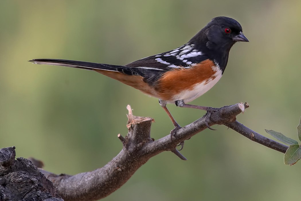 Flying the Red Eye - Photo: Madeline Nolan