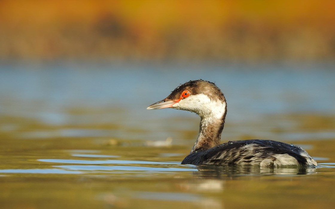  Grebe at river Tisza late Autumn Photo: Tamás Koncz-Bisztricz 