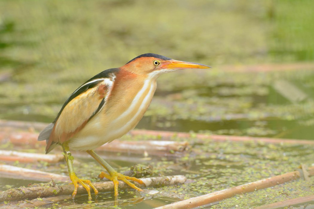 Least Bittern - Photo: Jax Nasimok