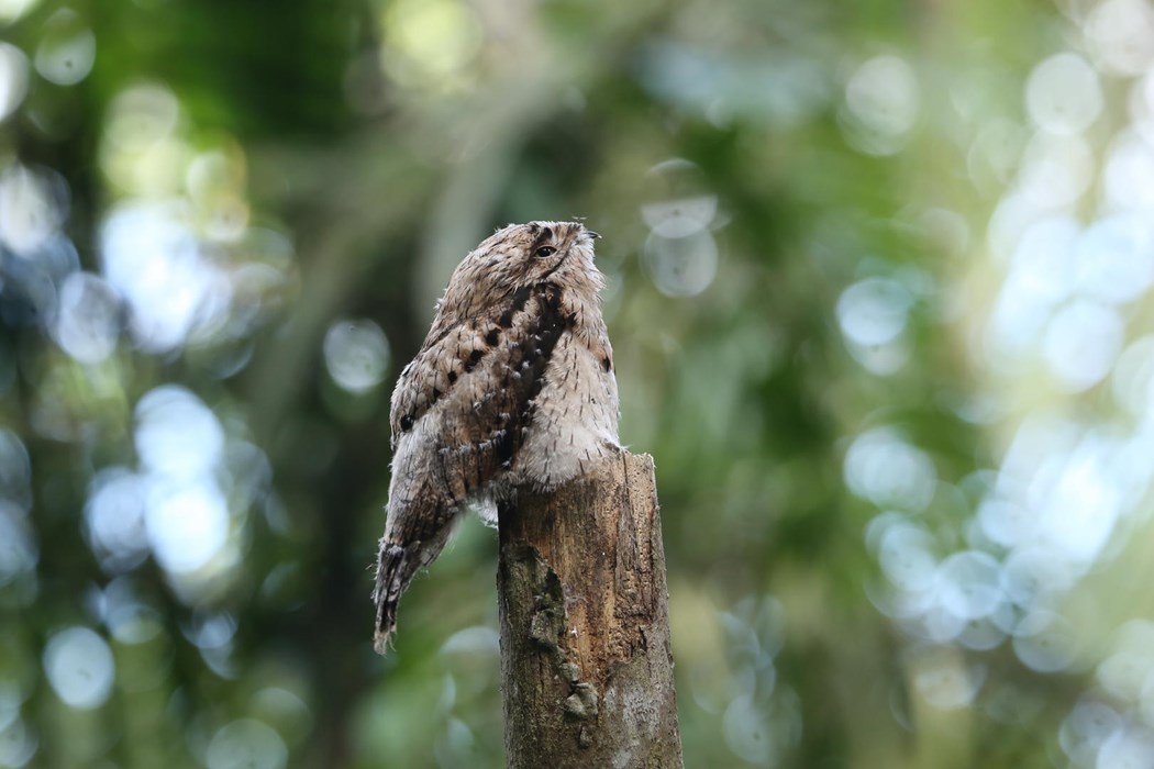 Pretend to be a trunk - Photo: Ariel Chen