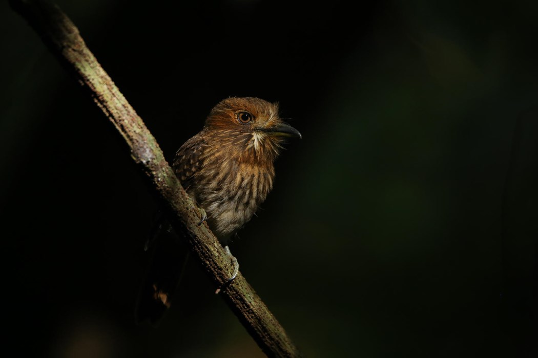 Puffbird under the "Spotlight" - Photo: Ariel Chen