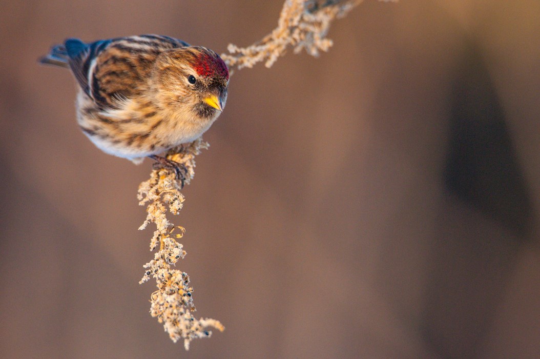Rare Visitors - Photo: Giovanni