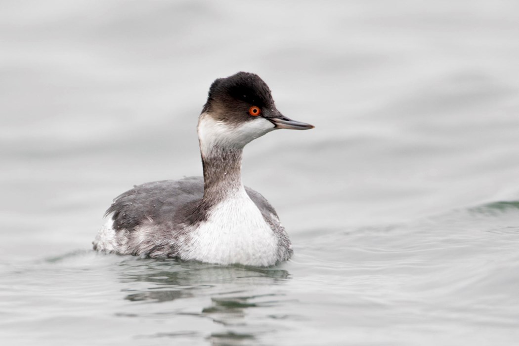 Red Eye - Photo: Dirk Hoogenstein