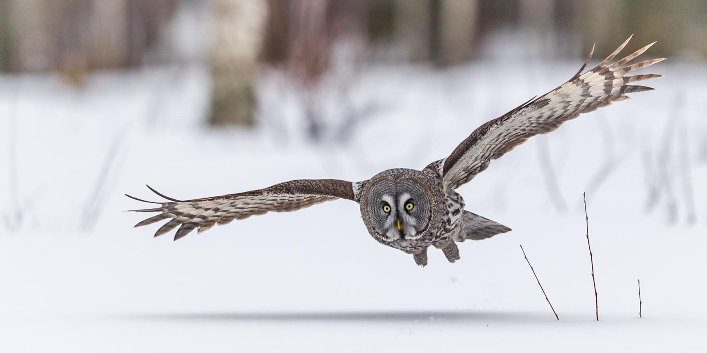 Silent hunter - Photo: Lasse