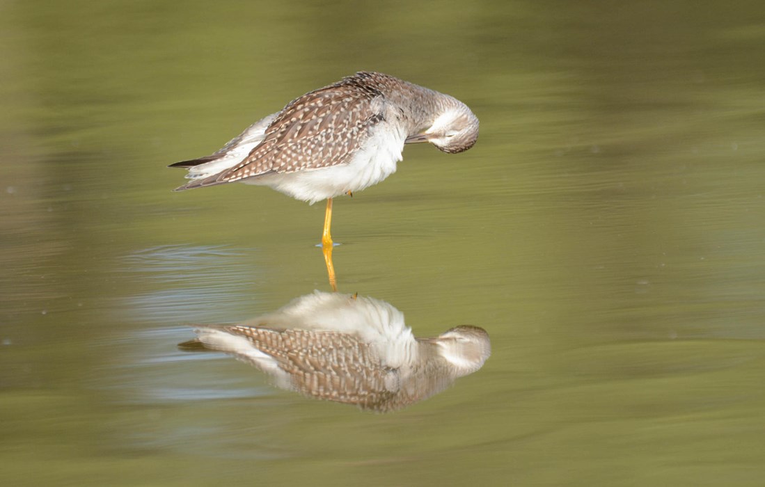 Yellowlegs - Photo: Jax Nasimok
