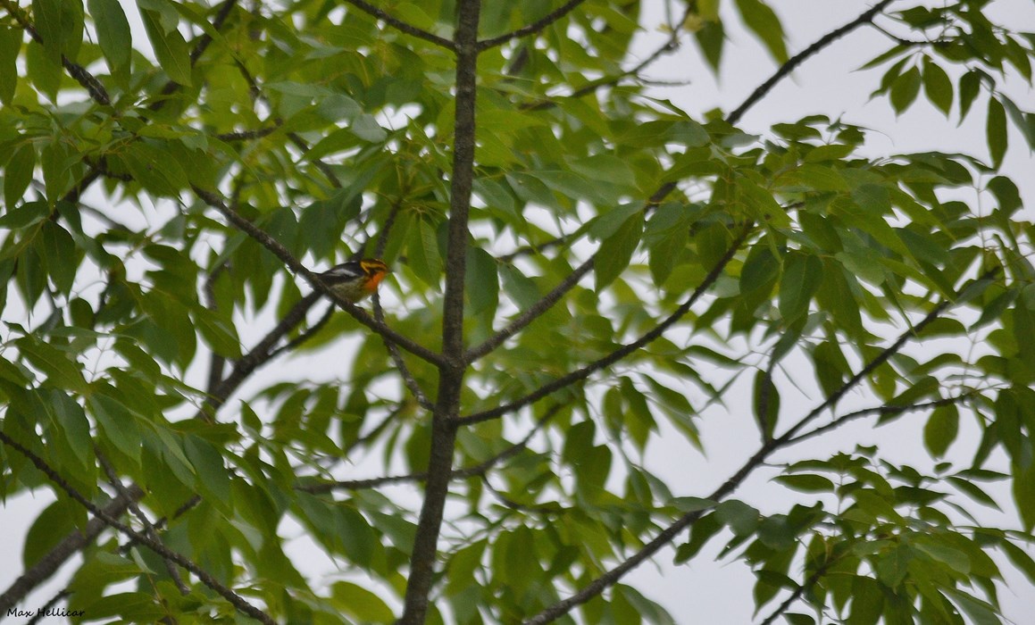 Blackburnian Warbler