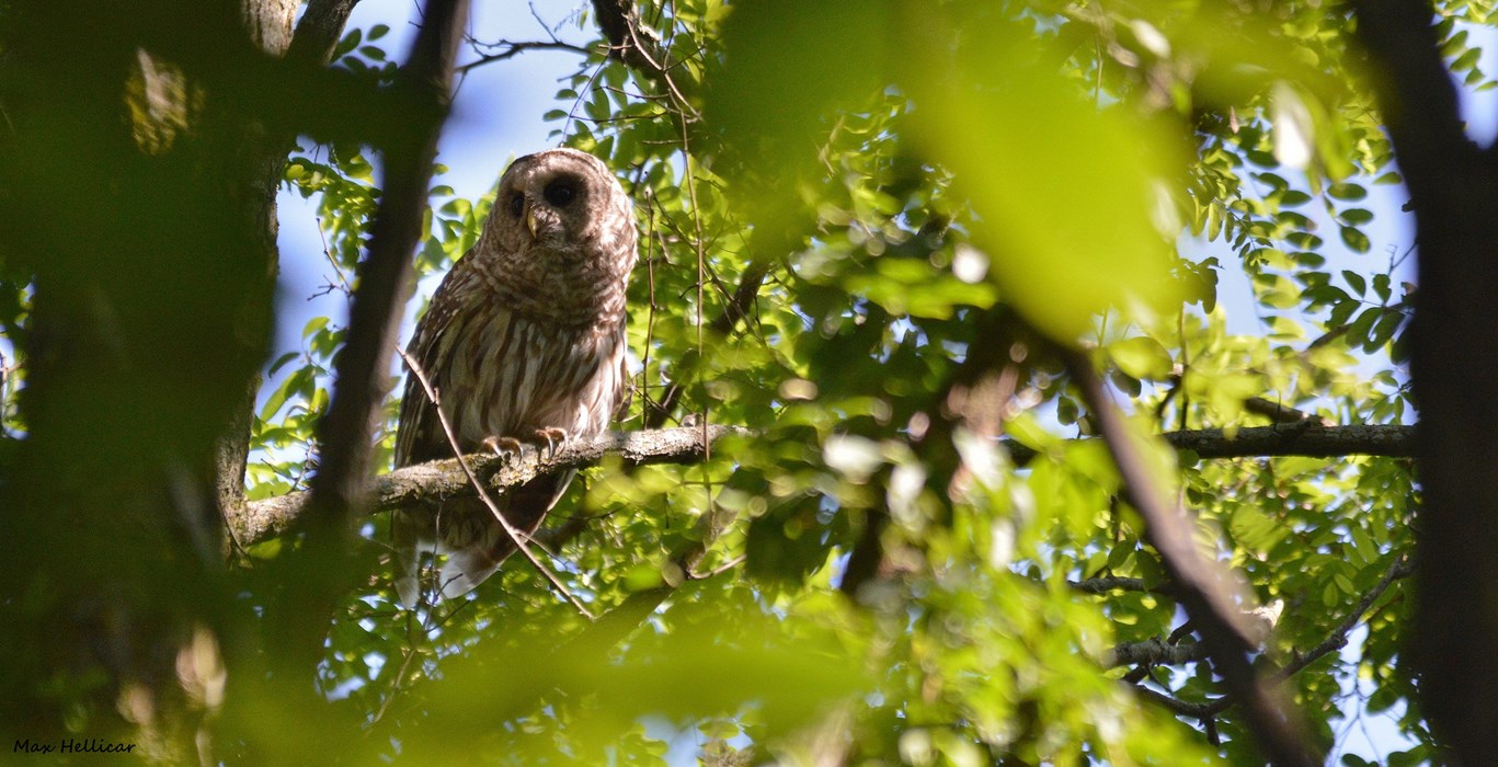 Barred Owl