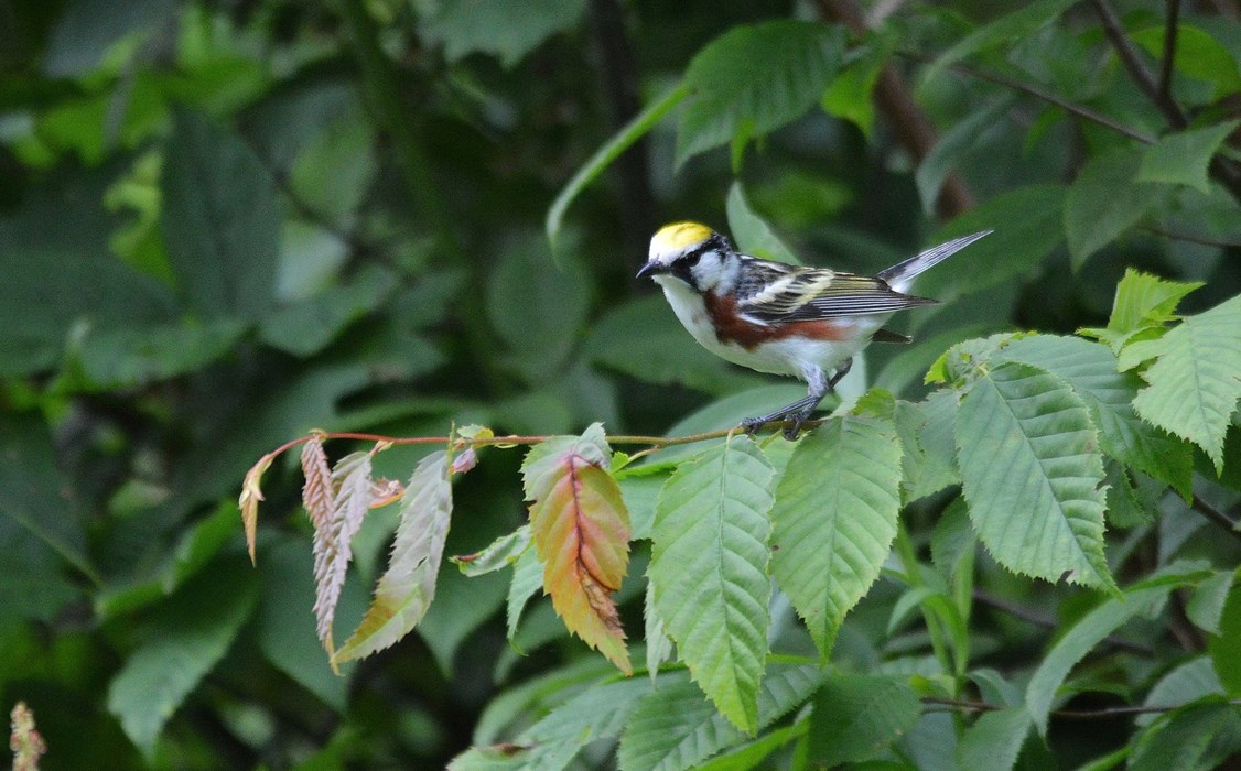 Chesnut-sided Warbler