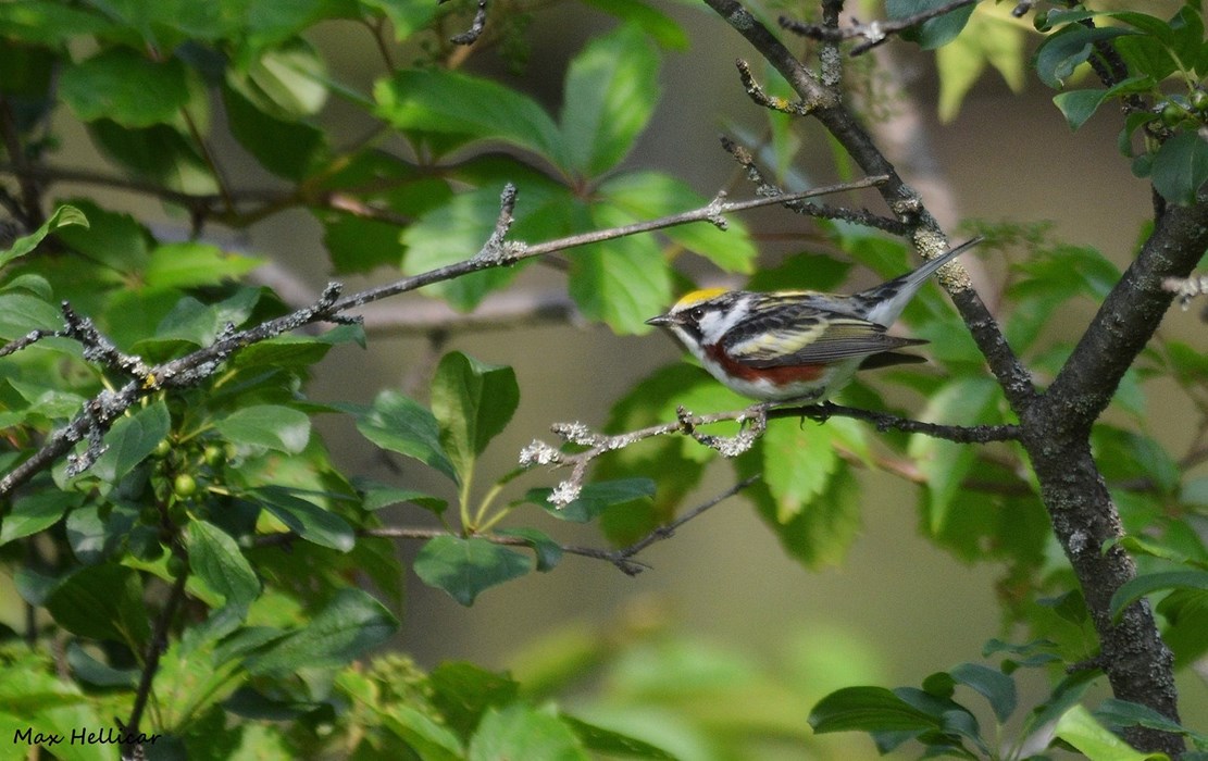 Chesnut-sided Warbler
