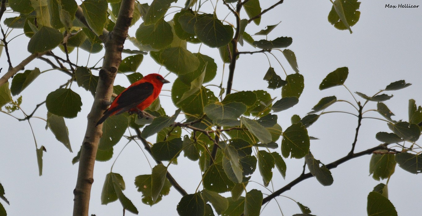Scarlet Tanager