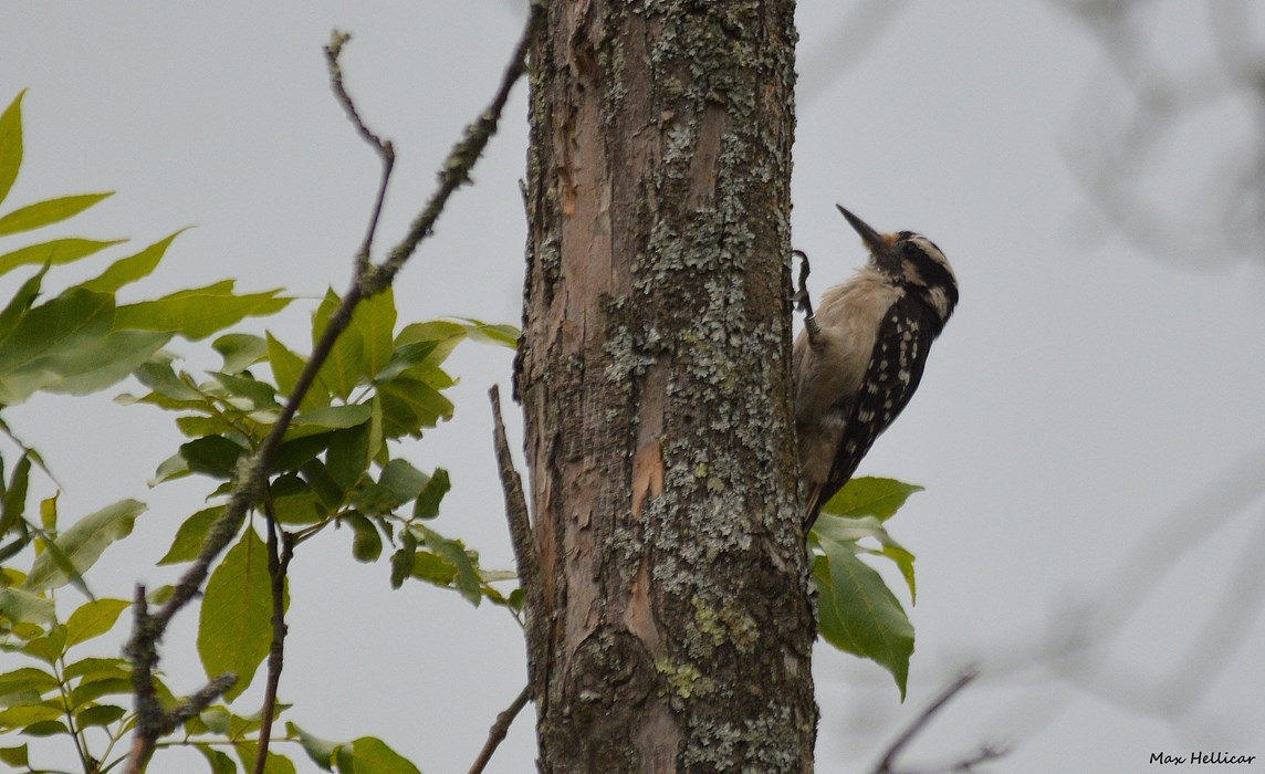 Hairy Woodpecker