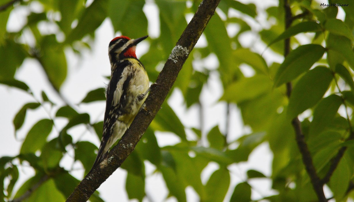 Yellow Bellied Sapsucker