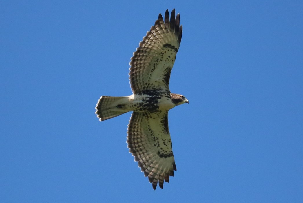 Red Tailed Hawk Underside in Fight: Photo: Hassan Aljafar