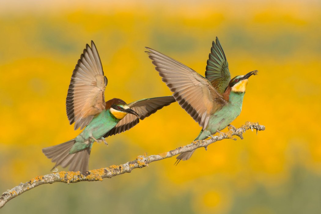 Glossy spring - Carlos Pérez
