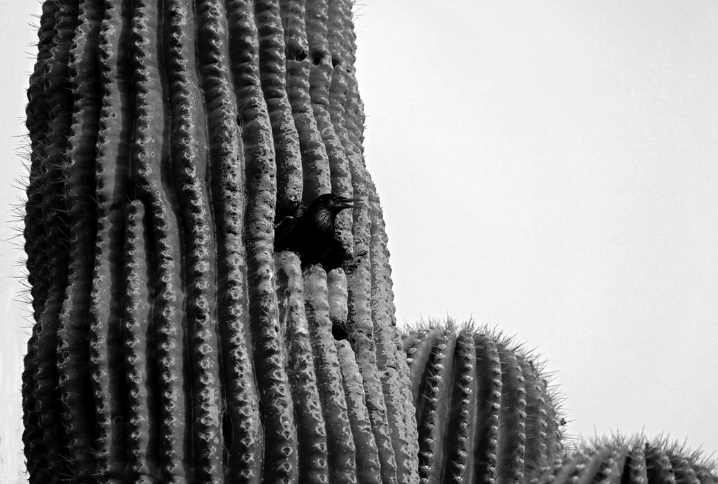 Bird in the Saguaro - Kenton Born
