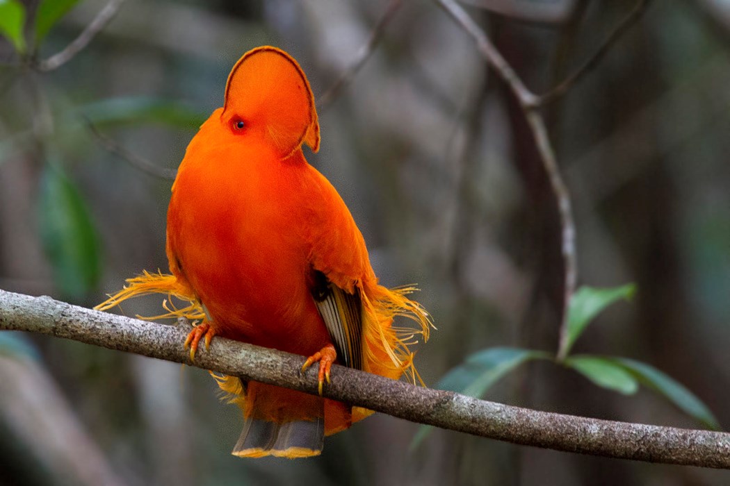 Guianan Cock-of-the-rock - Lorena Patrício