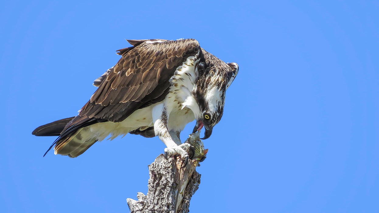 Osprey with Fish - Maddie Nolan