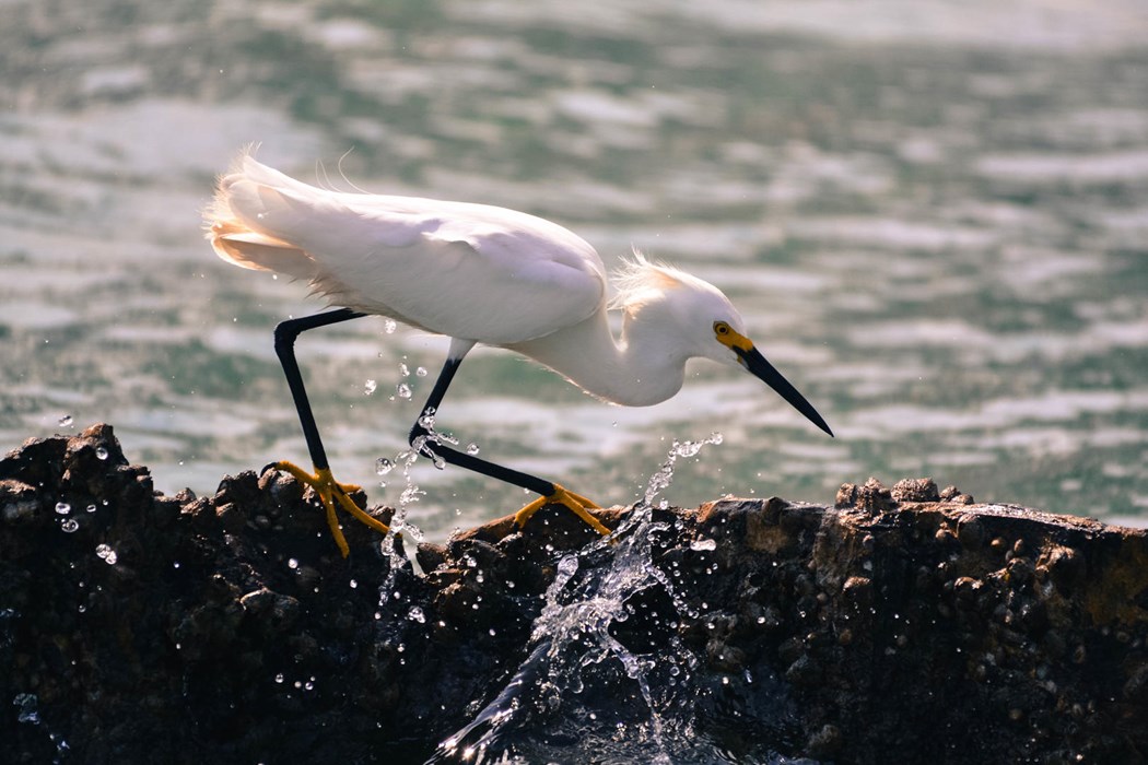 Egret Splashing on the Sunset: Mark Hanna