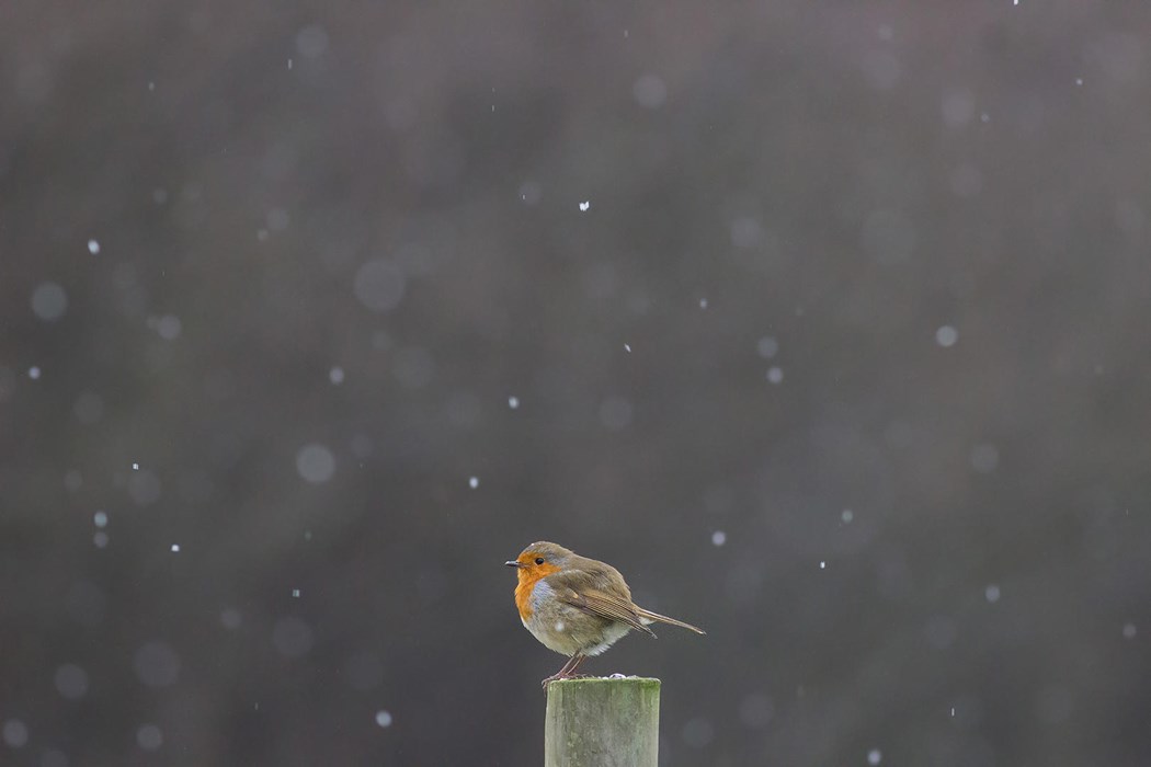 Robin in Snow Shower -Mya Bambrick
