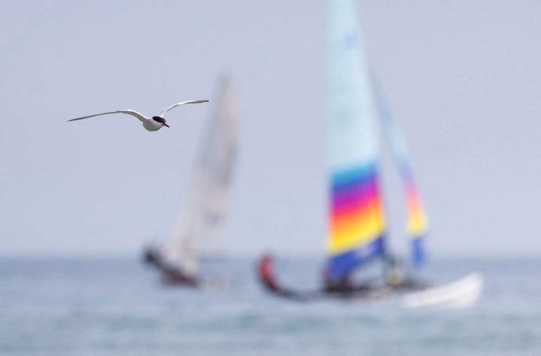 A Sailor's Companion - Mya Bambrick