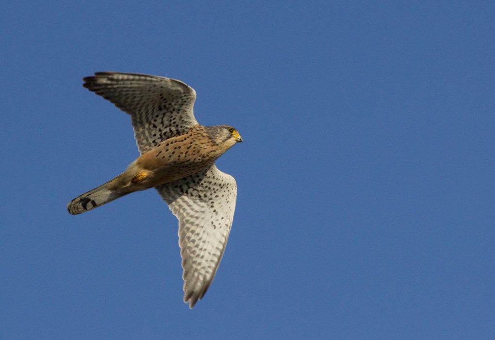 Kestrel in flight - Mya Bambrick