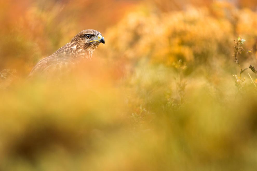 Among Orange by Marc Albiac
