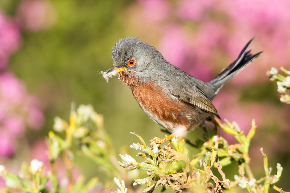 Darford Warbler by Laura Albiac