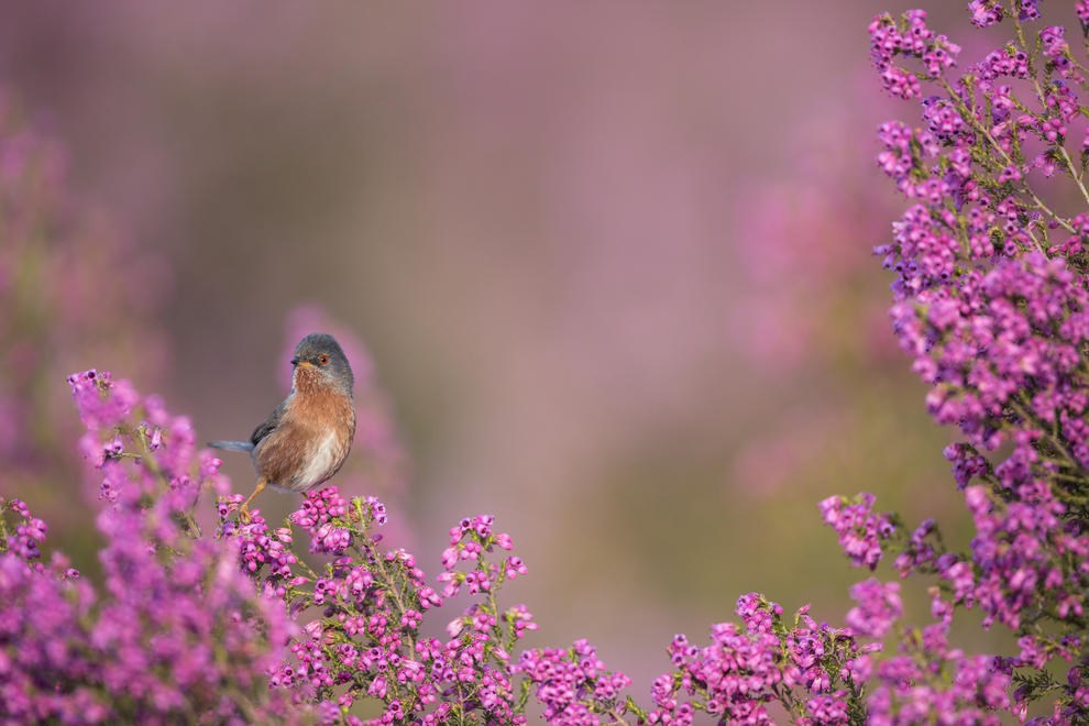 Darford Warbler by Marc Albiac