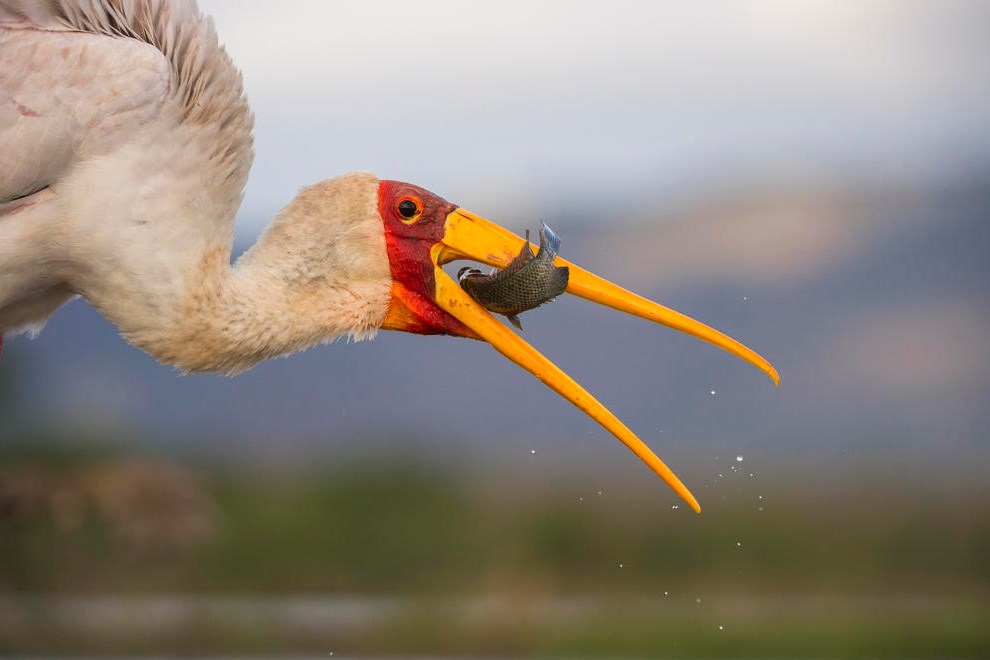 Catch of the Day by Juan van den Heveer