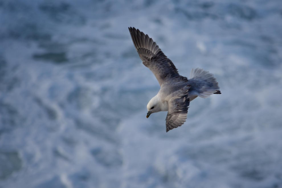 Diving by Josef Fitzgerald Patrick