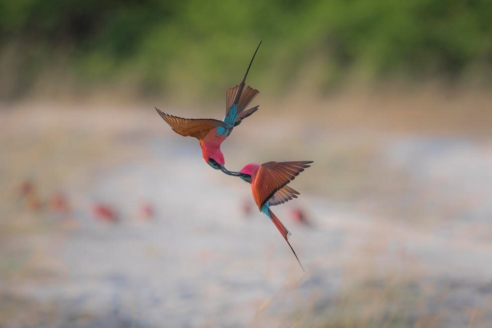 Fighting Acrobats by Juan van den Heveer