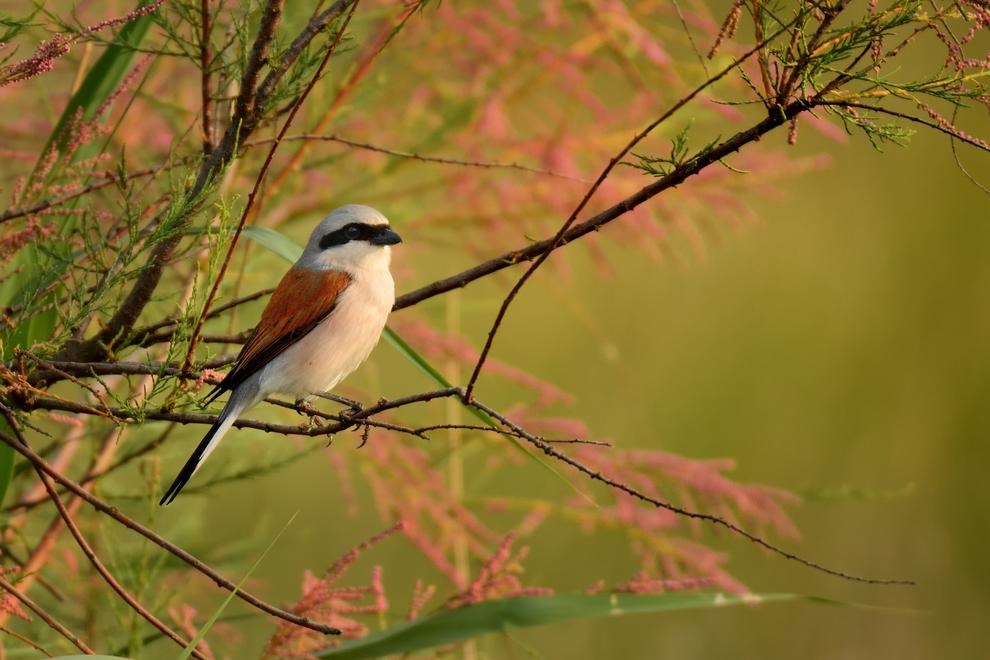 In the Evening by Ondrej Pelanek