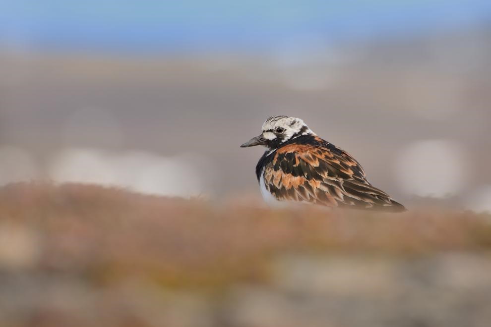 In the Tundra by Ondrej Pelanek