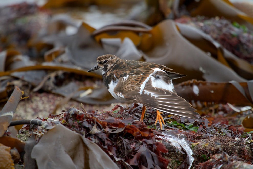 Low Tide by Philip Edwards
