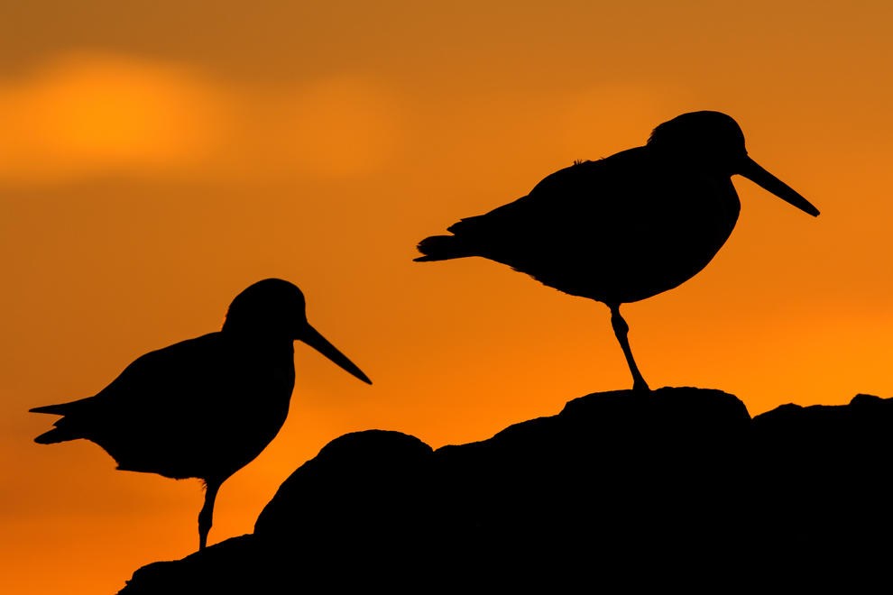 Shadows by Marc Albiac