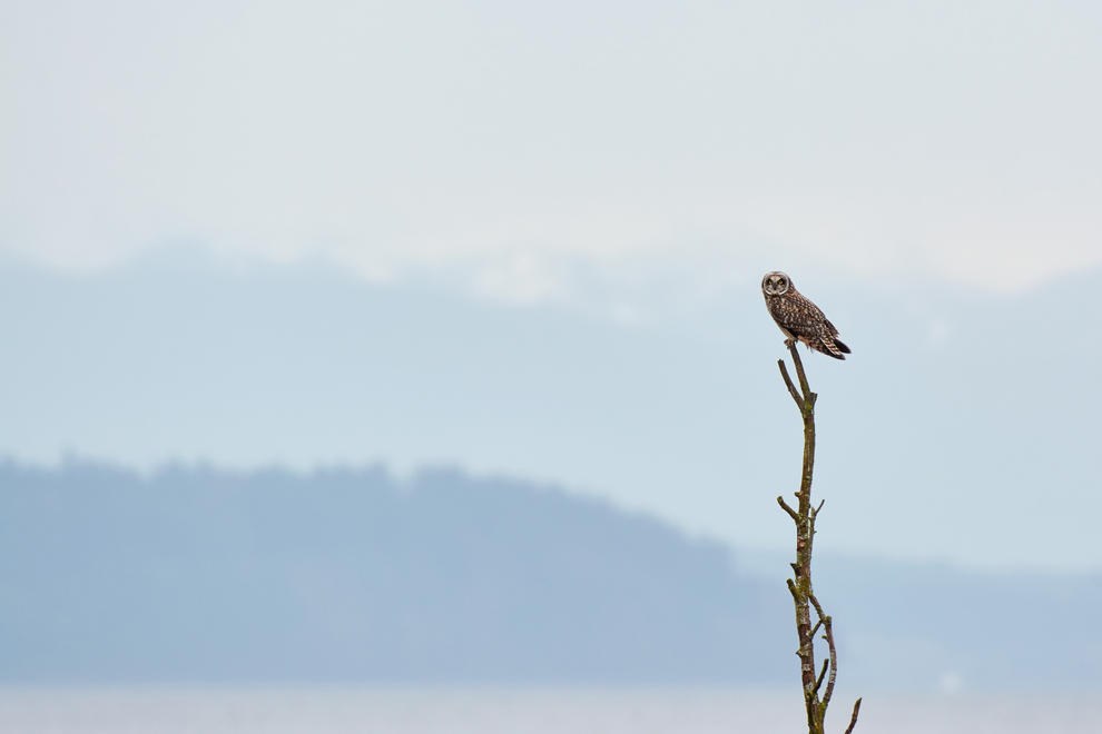 Short Eared Owl by Josiah Launstein