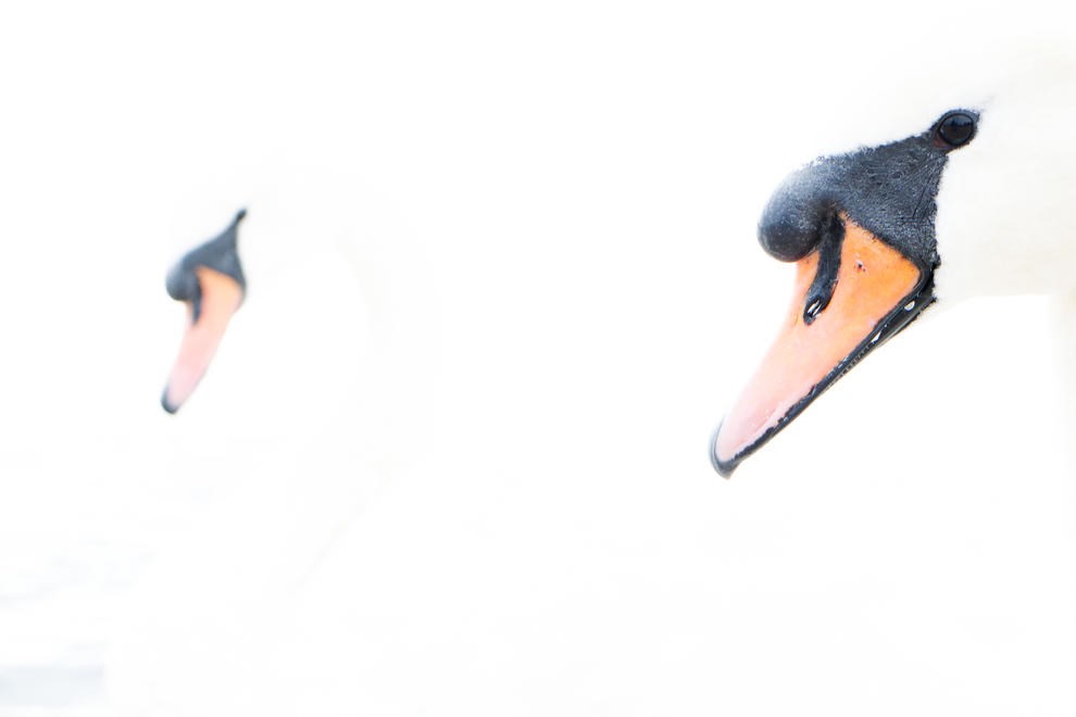 Subtle Elegance by Carlos Perez Naval