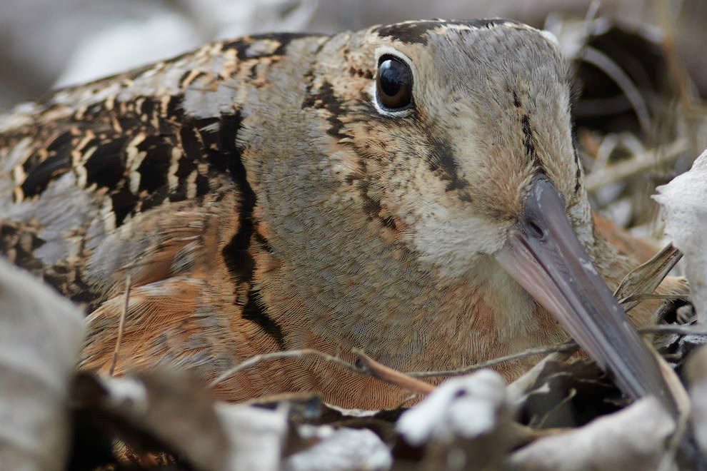 Woodcock by Marlise Launstein