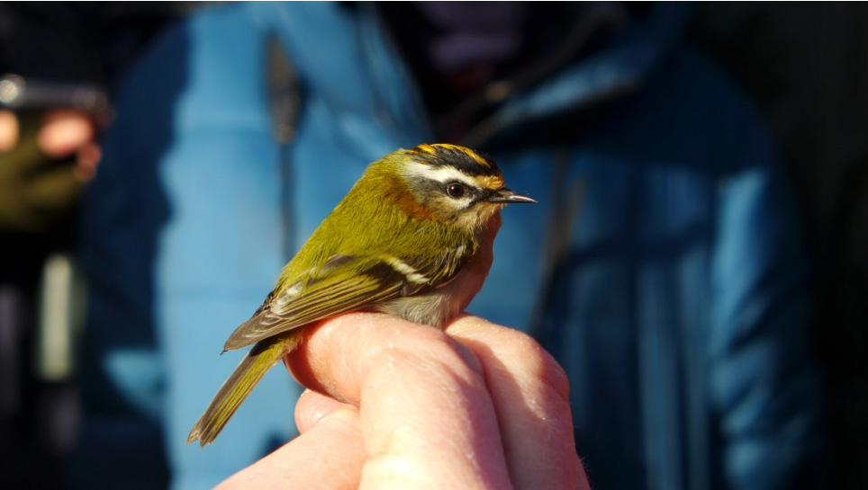 A firecrest