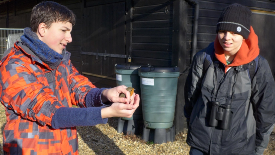 Releasing a robin