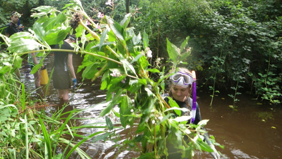 Removing weeds